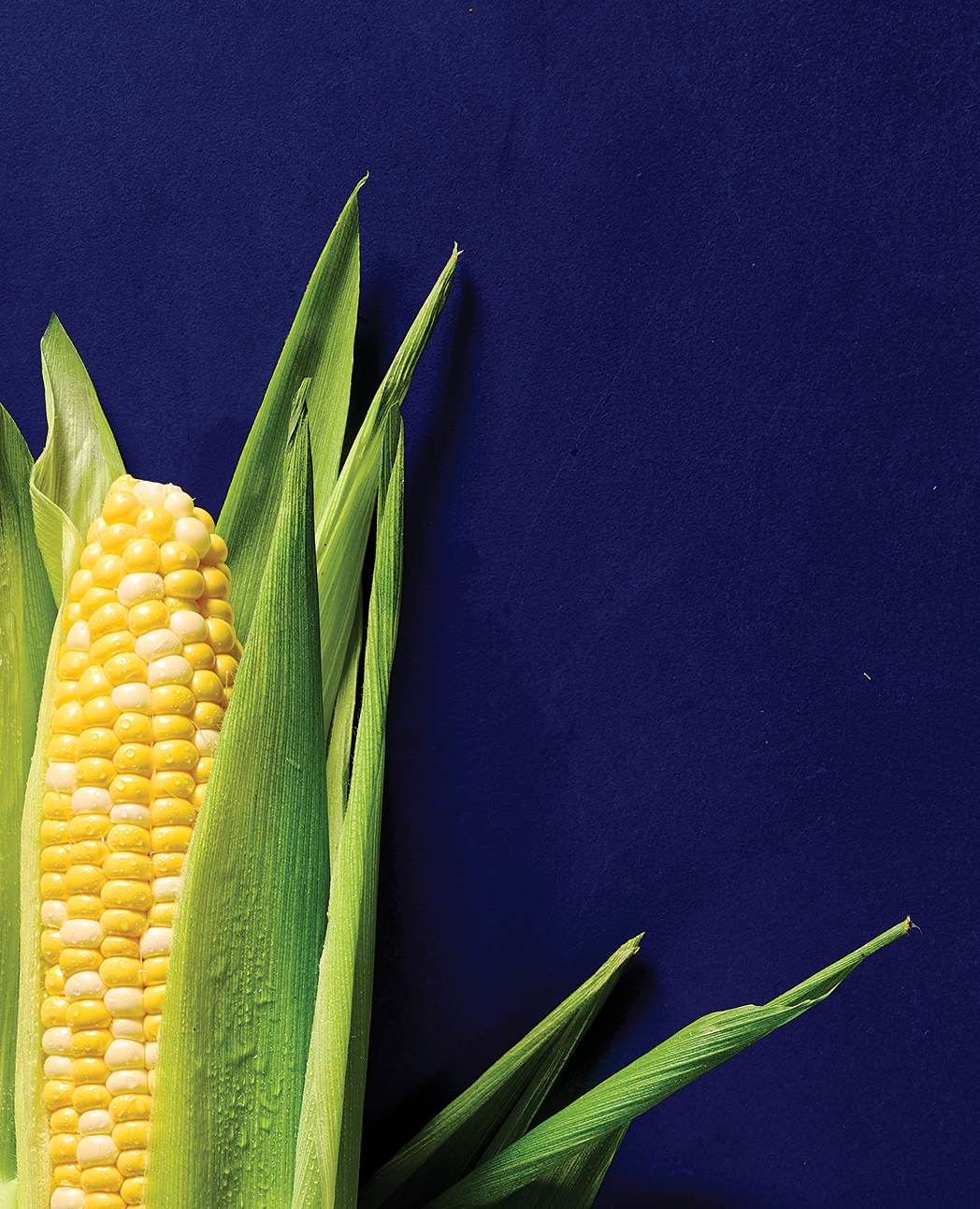 A Corn cob in the husk on a blue background